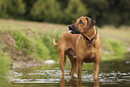 Rhodesian Ridgeback