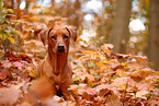 Rhodesian Ridgeback
