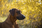 Rhodesian Ridgeback