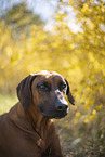 Rhodesian Ridgeback