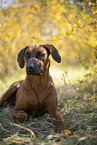 Rhodesian Ridgeback
