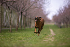 Rhodesian Ridgeback