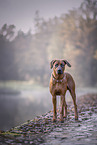 Rhodesian Ridgeback