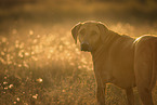 Rhodesian Ridgeback