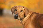 Rhodesian Ridgeback