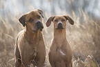 Rhodesian Ridgeback
