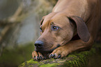 Rhodesian Ridgeback