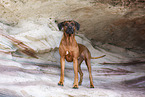 Rhodesian Ridgeback