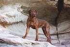 Rhodesian Ridgeback