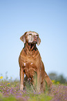 Rhodesian Ridgeback Senior