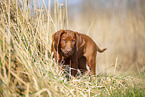 Rhodesian Ridgeback Welpe