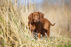 Rhodesian Ridgeback Welpe