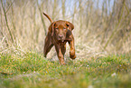 Rhodesian Ridgeback Welpe
