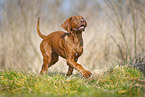 Rhodesian Ridgeback Welpe