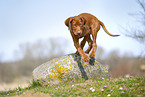 Rhodesian Ridgeback Welpe
