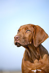 Rhodesian Ridgeback Welpe