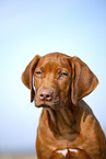 Rhodesian Ridgeback Welpe