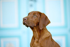 Rhodesian Ridgeback Welpe