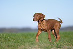 Rhodesian Ridgeback Welpe