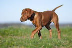 Rhodesian Ridgeback Welpe