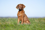 Rhodesian Ridgeback Welpe