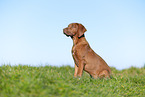 Rhodesian Ridgeback Welpe