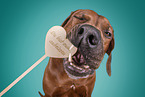 Rhodesian Ridgeback