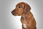 Rhodesian Ridgeback