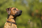 Rhodesian Ridgeback