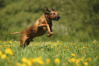 Rhodesian Ridgeback