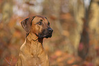 Rhodesian Ridgeback