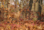Rhodesian Ridgeback