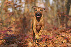 Rhodesian Ridgeback