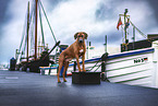 Rhodesian Ridgeback