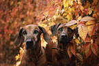 Rhodesian Ridgeback