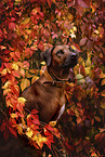 Rhodesian Ridgeback