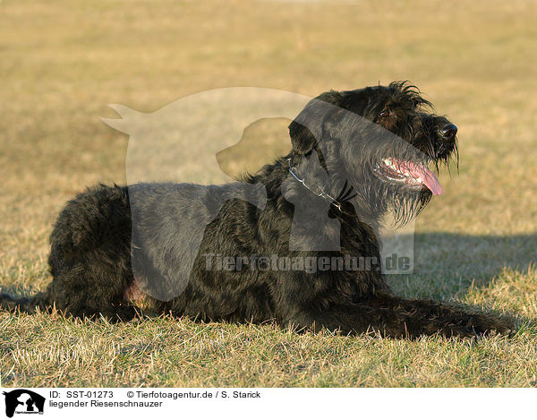 liegender Riesenschnauzer / lying giant schnauzer / SST-01273
