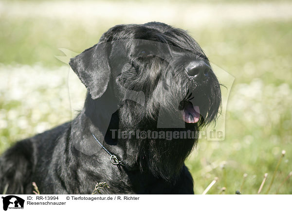 Riesenschnauzer / Giant Schnauzer / RR-13994