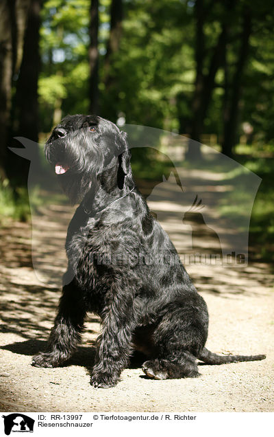 Riesenschnauzer / Giant Schnauzer / RR-13997