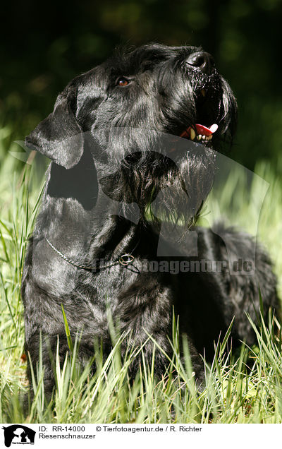 Riesenschnauzer / Giant Schnauzer / RR-14000