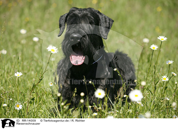 Riesenschnauzer / Giant Schnauzer / RR-14009