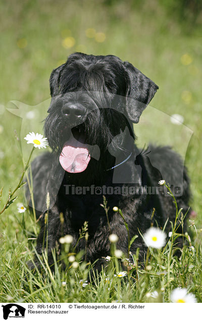 Riesenschnauzer / Giant Schnauzer / RR-14010