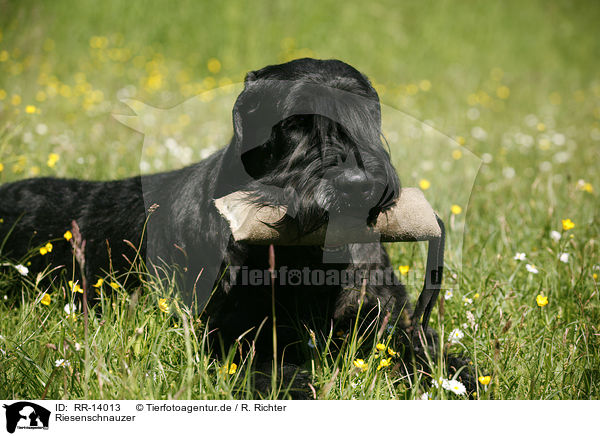 Riesenschnauzer / Giant Schnauzer / RR-14013