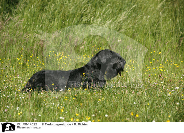 Riesenschnauzer / Giant Schnauzer / RR-14022