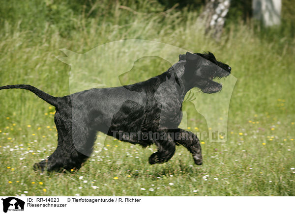 Riesenschnauzer / Giant Schnauzer / RR-14023