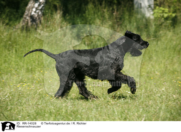 Riesenschnauzer / Giant Schnauzer / RR-14028