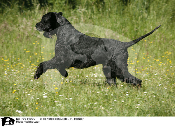 Riesenschnauzer / Giant Schnauzer / RR-14030