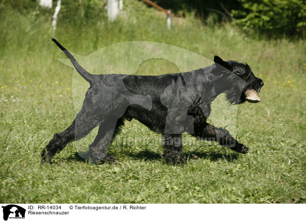 Riesenschnauzer / Giant Schnauzer / RR-14034
