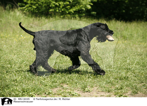 Riesenschnauzer / Giant Schnauzer / RR-14035