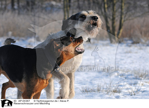 Riesenschnauzer und Mischling / giant schnauzer and mongrel / AP-04367